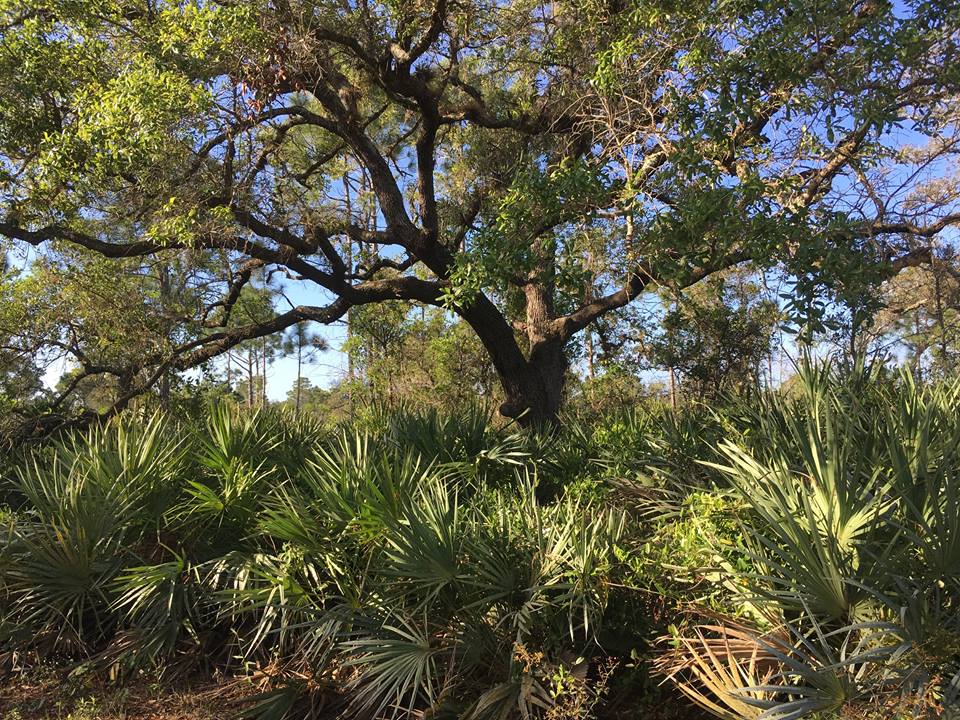 2 The ranch features the largest stand of scrub in St. Lucie County