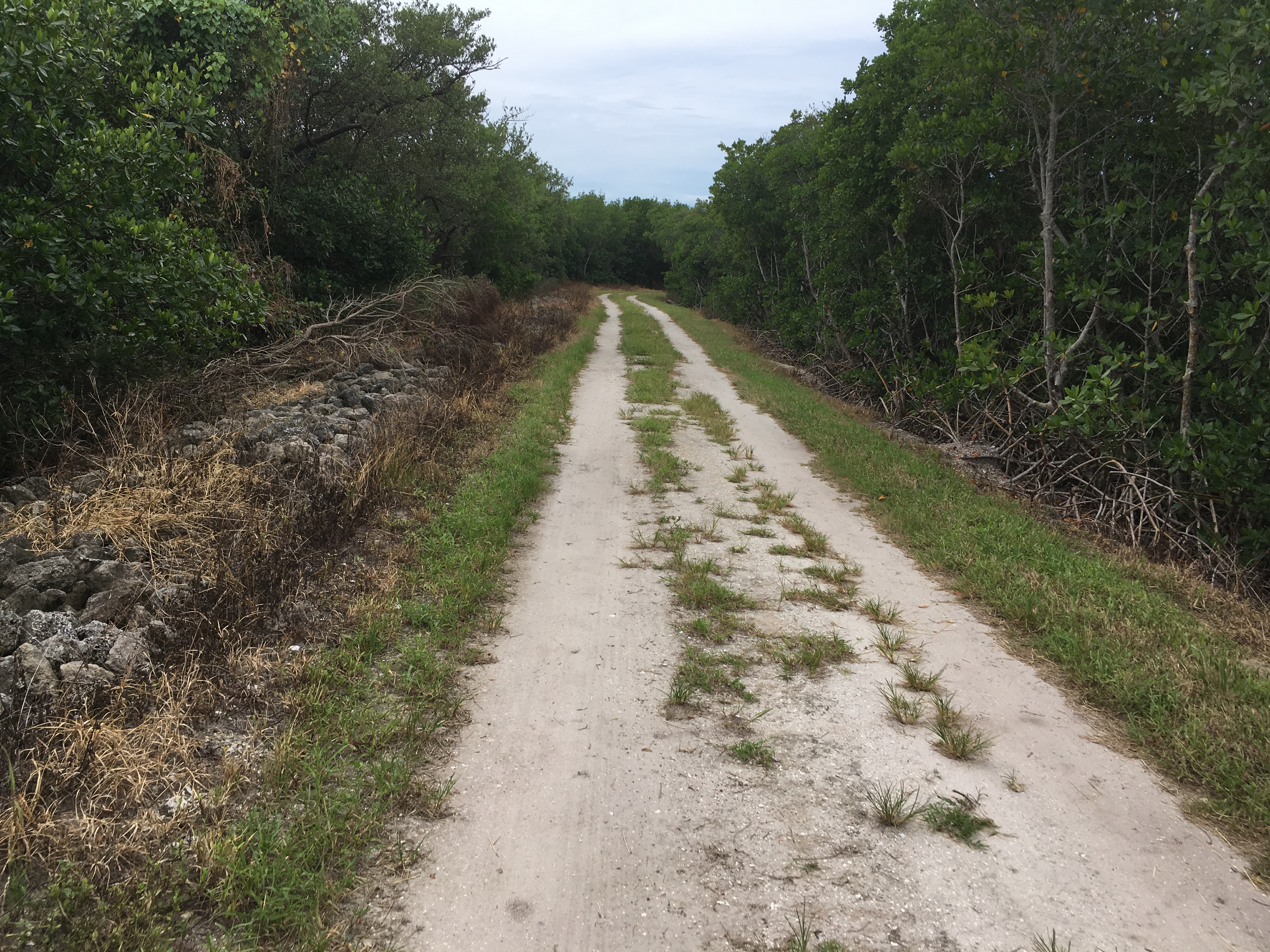 The ride through the mangrove trails is on hard-packed sand