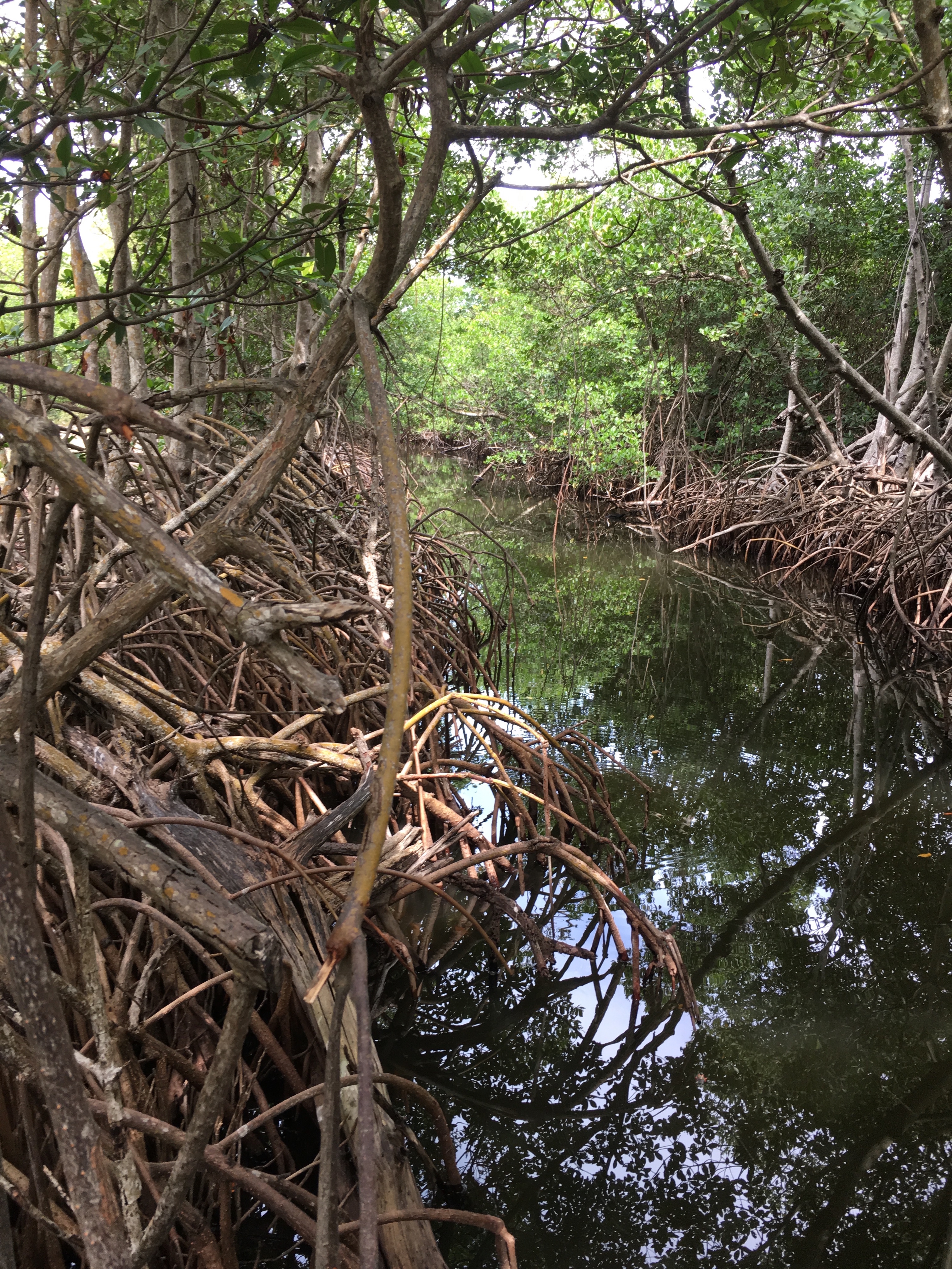 3 You'll see mangrove habitat that serves as an estuary for much of the lagoon (1)