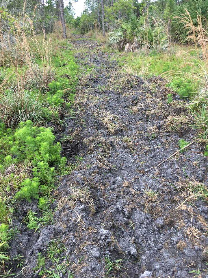 5 Hog rooting presents an impediment on the trails.