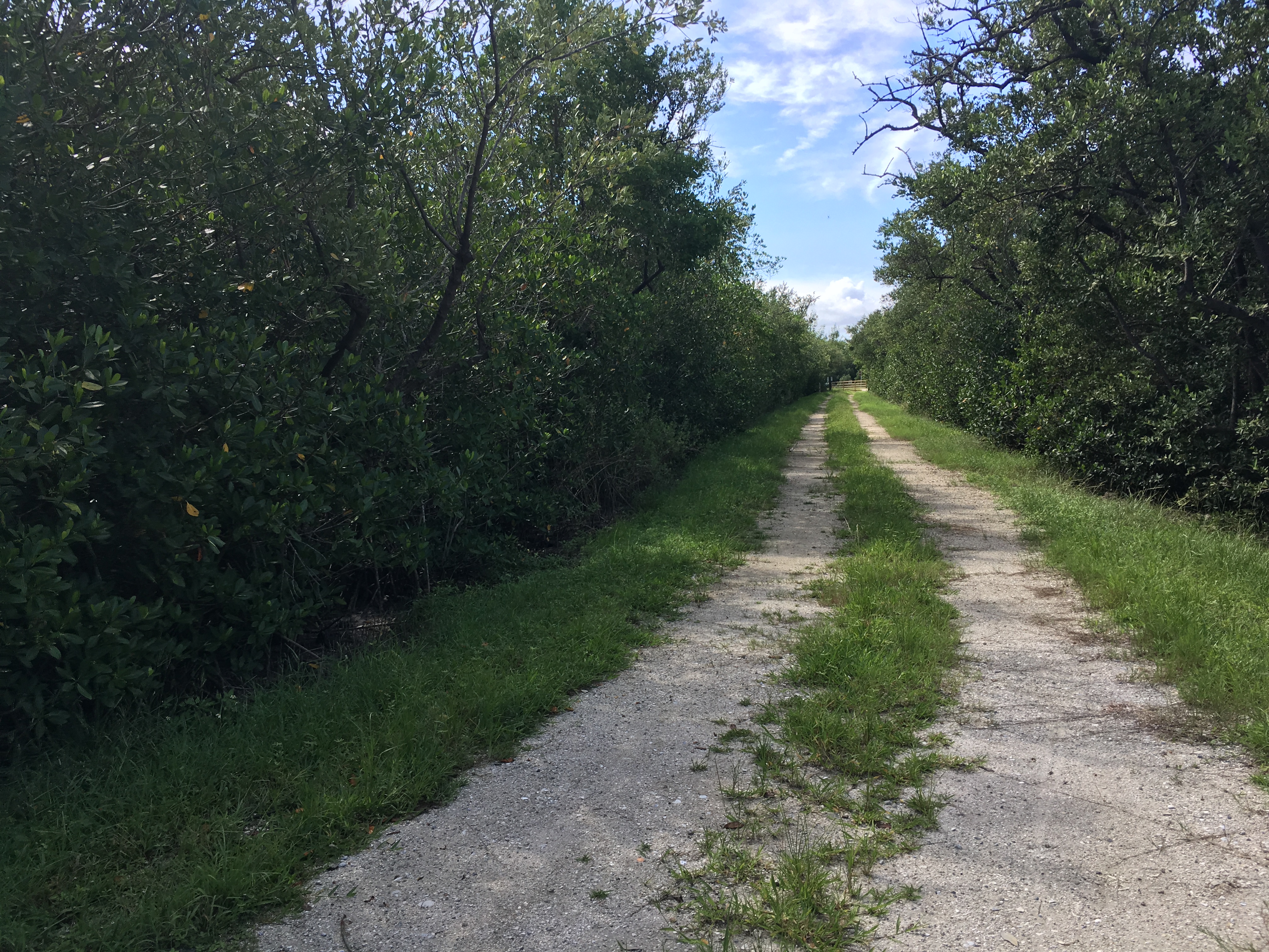 6 Some trails have a heavier consistency of marl and are easier to ride (1)