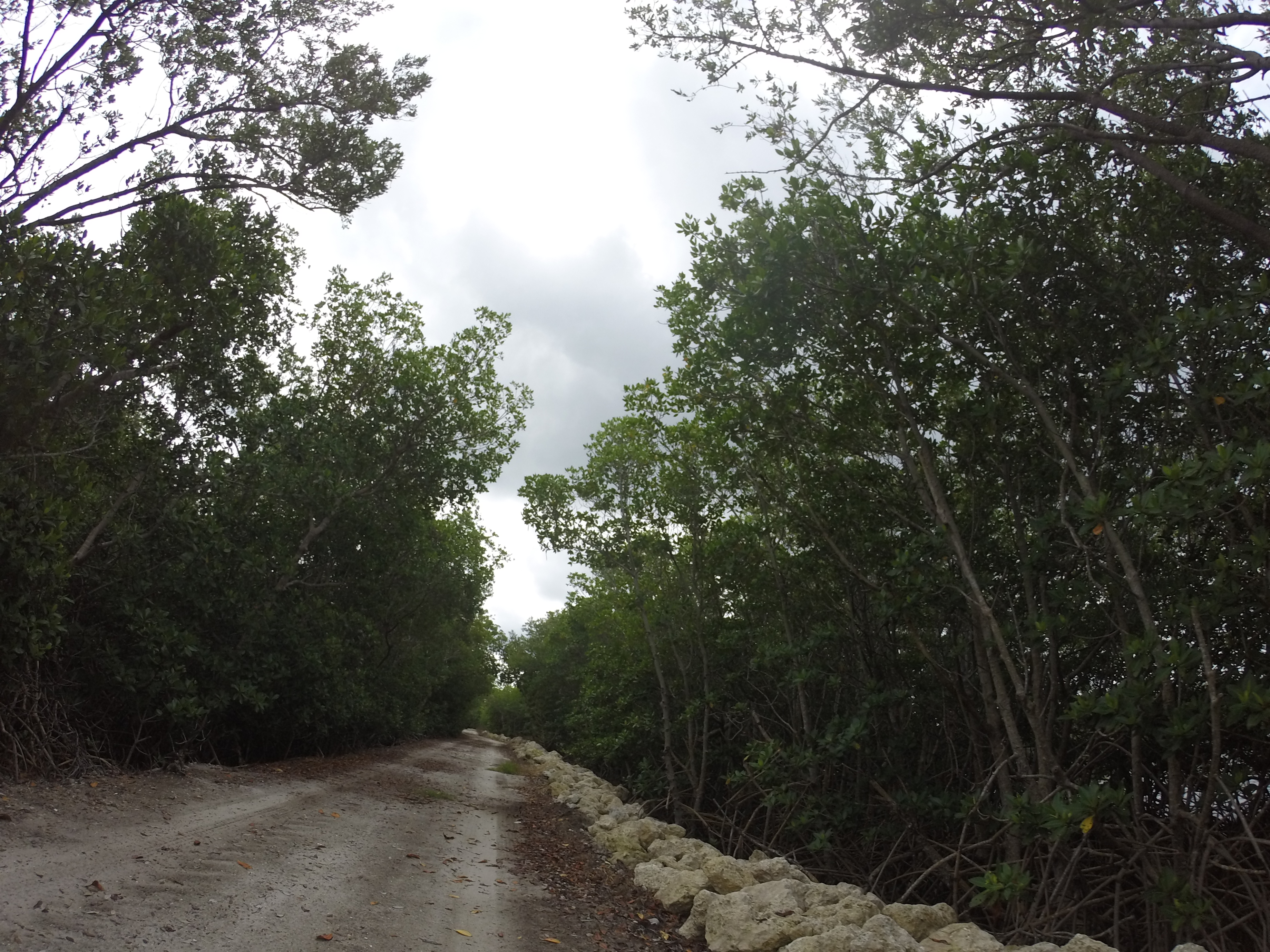 Trails like these beckon off the A1A ride, but better to ride those on another day using a trail bike