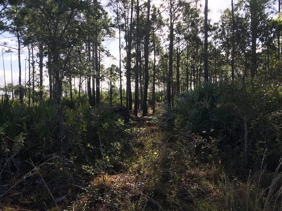 8 The ranch was once logged for its virgin pine trees