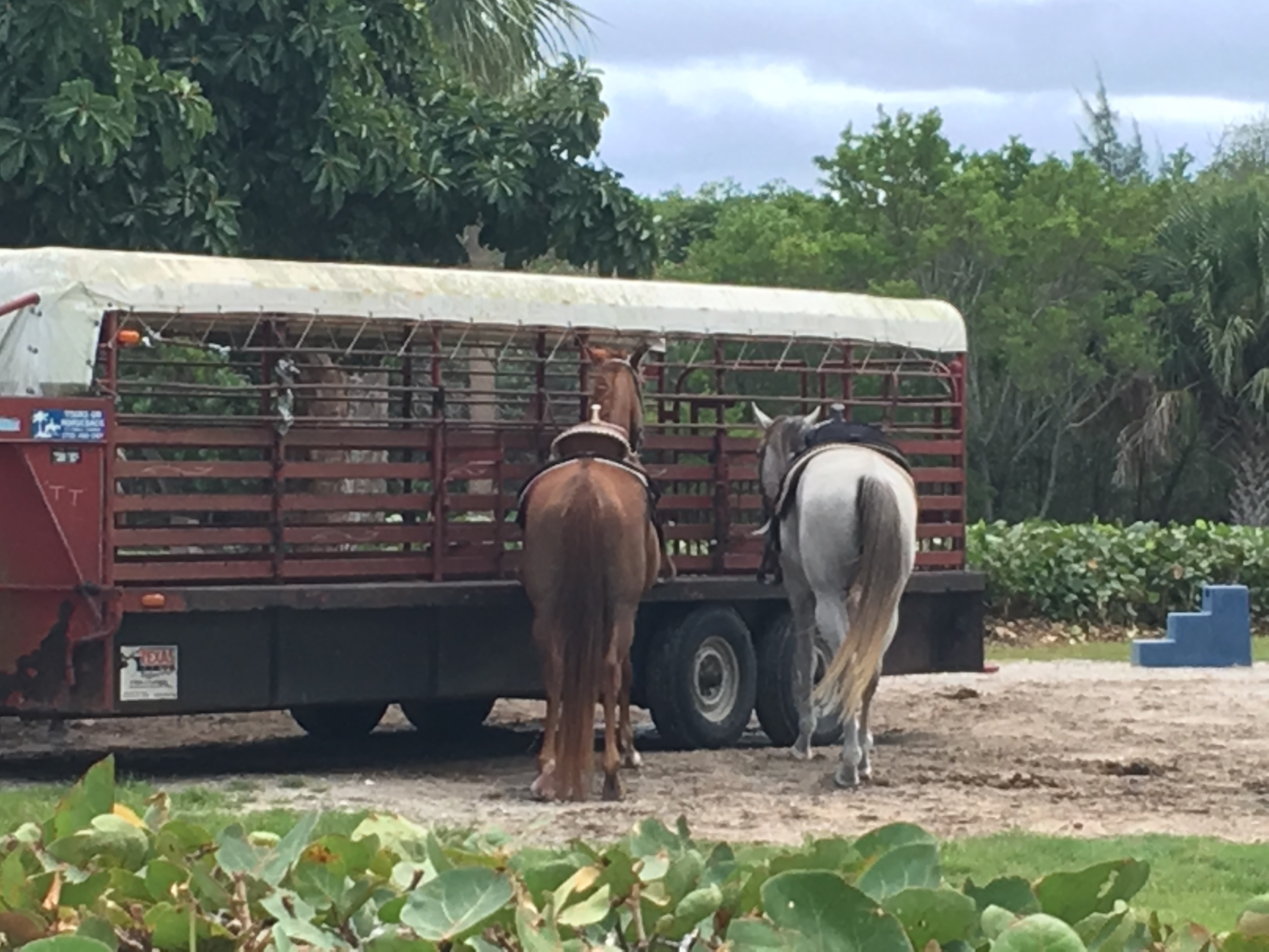 13--You'll also encounter horses and horseback riders at Frederic Douglas Park