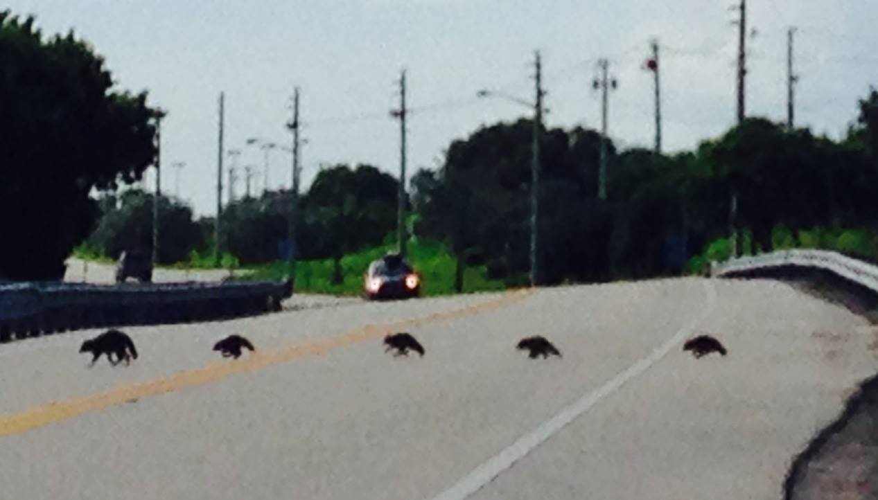 7--Wildlife such as this raccoon mother crossing with her young are often seen along A1A