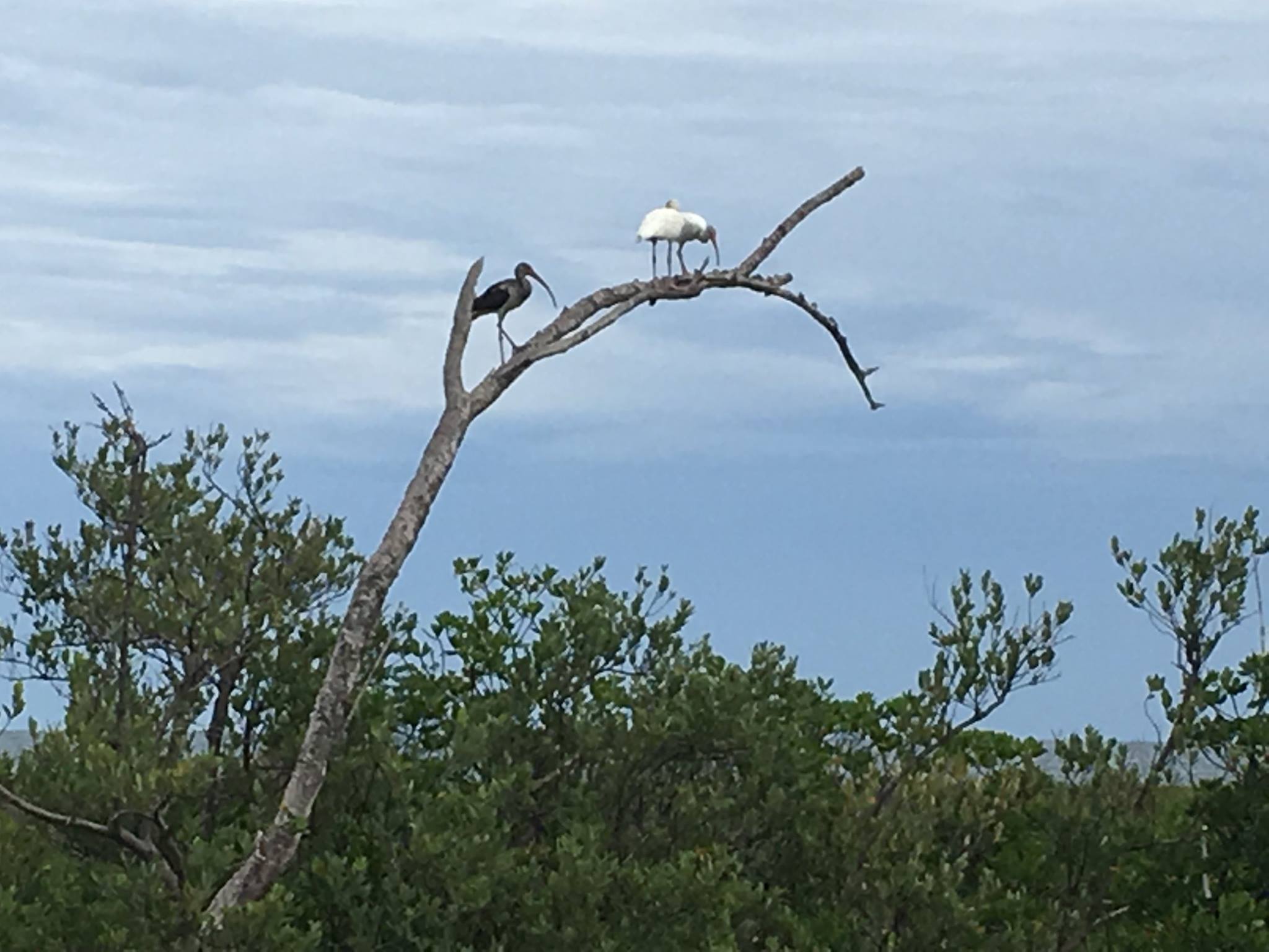 8--Scenes such as these ibis in a decaying tree are common along the scenic A1A ride