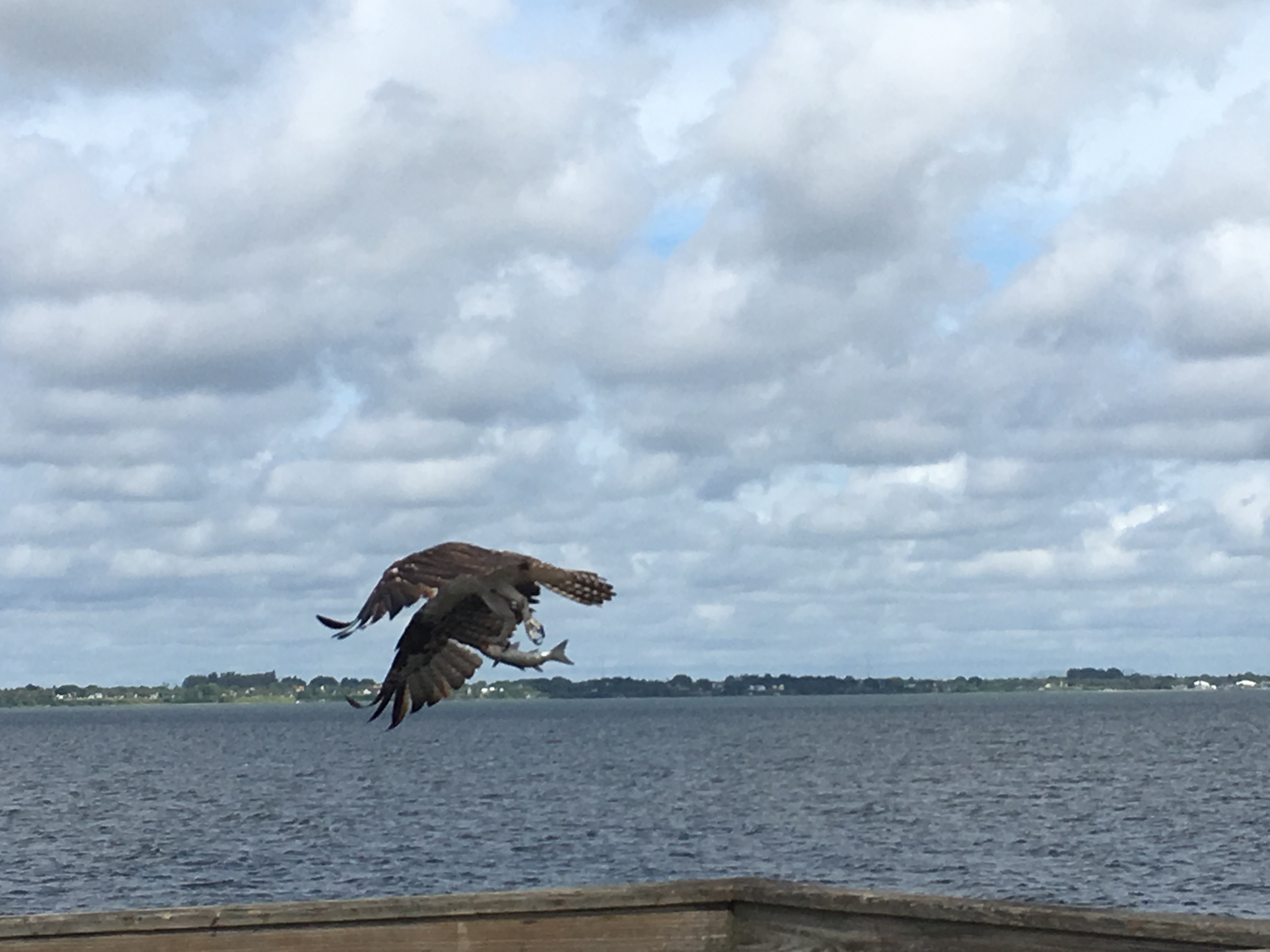 9--An osprey flies with a mullet for breakfast on one recent ride along scenic A1A