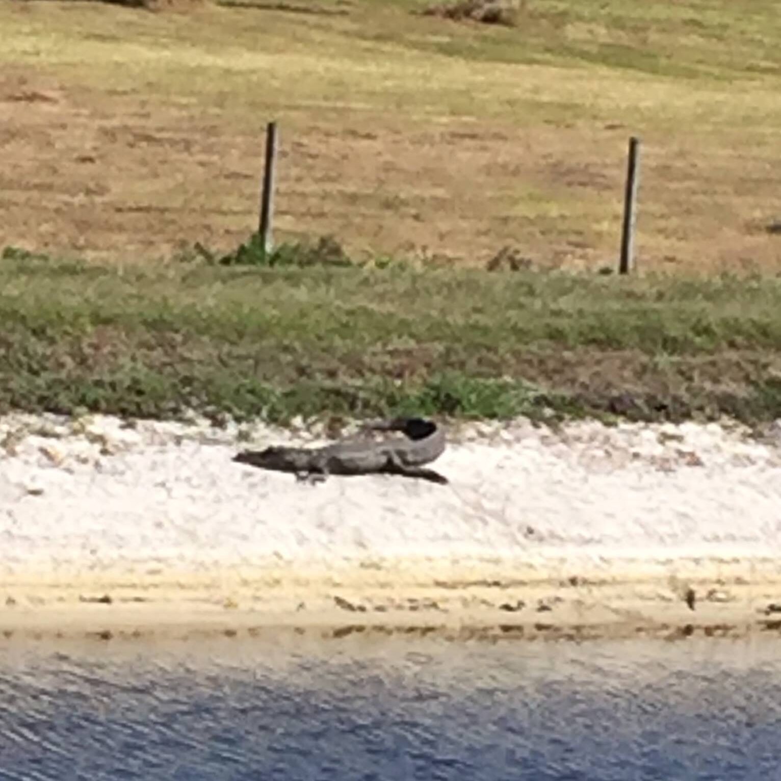 11--You are almost guaranteed to see an alligator while riding along the trail. For safety reasons, stay on the trail and don't venture near the canal