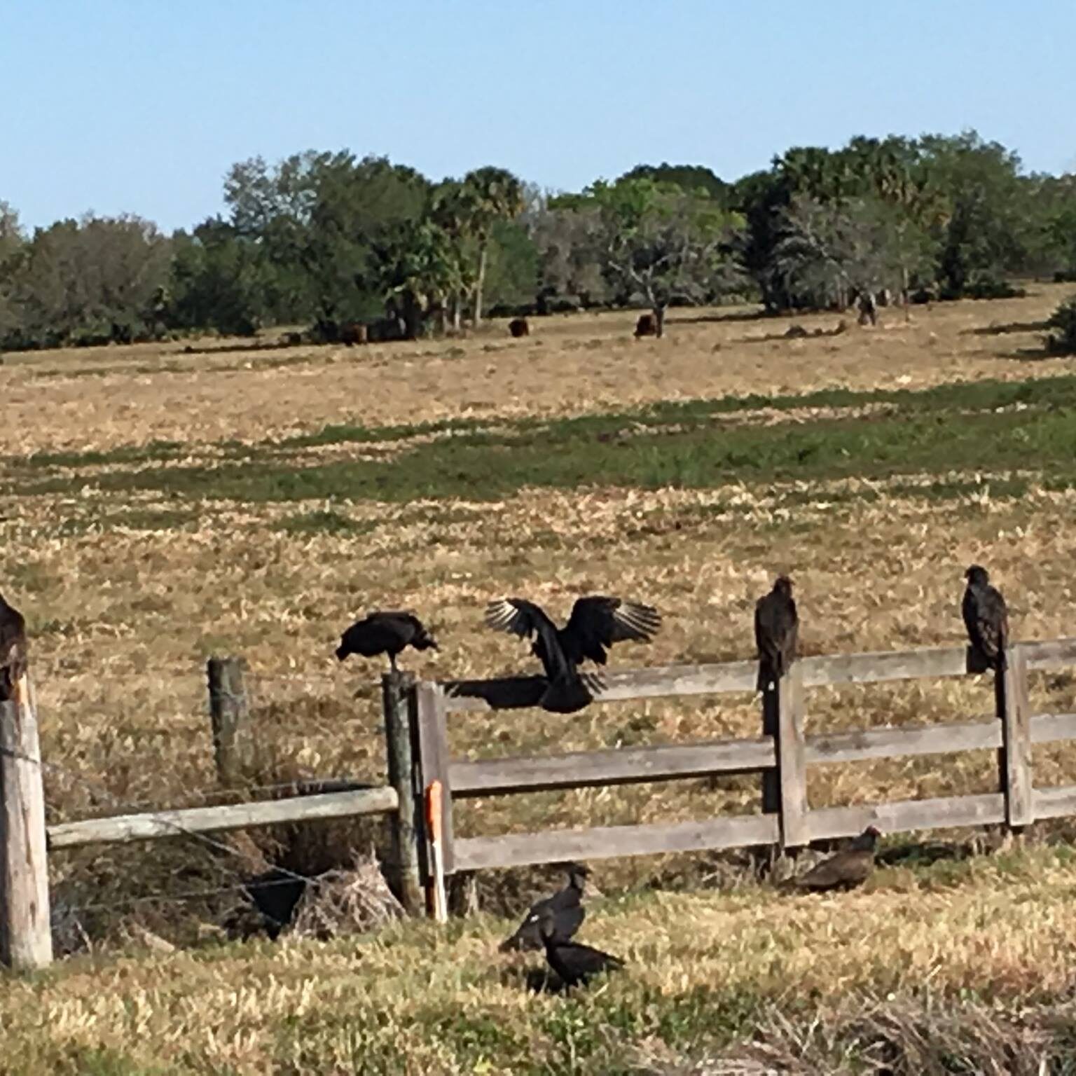 8--Buzzards are commonly seen along the Cowboy Trail